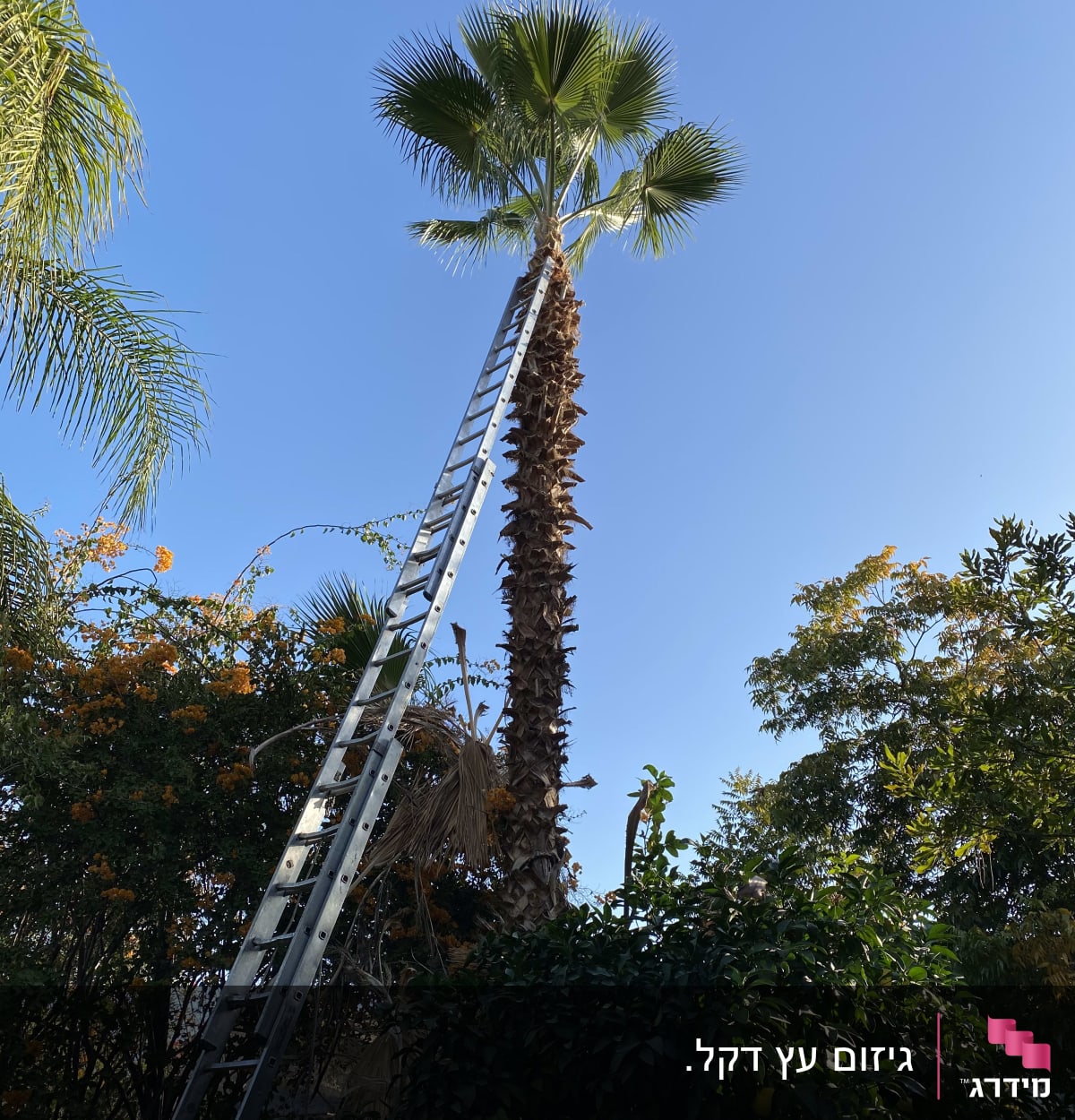 סולם מתכת נשען על עץ דקל לגיזום